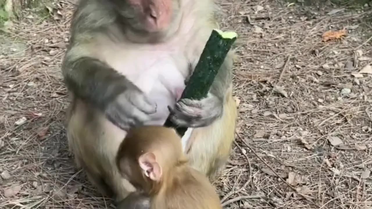 Funny monkeys