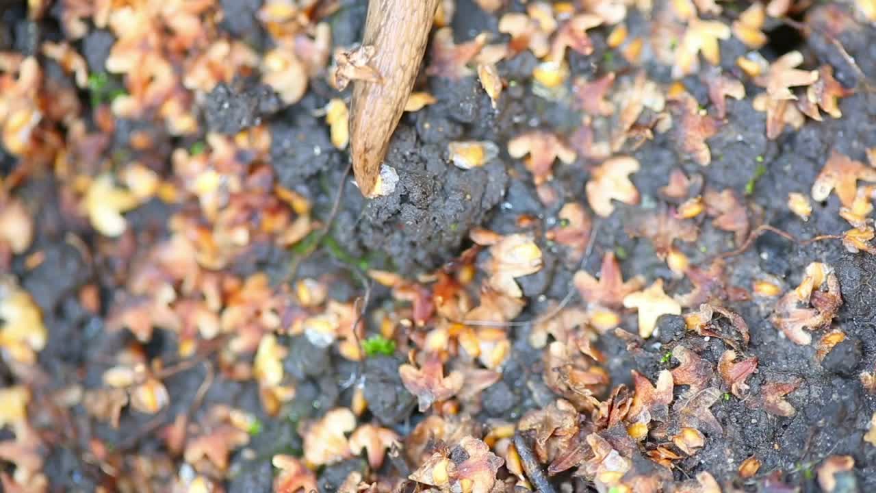 Slug crawling on the ground