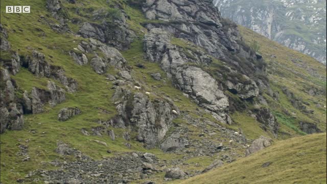 Welsh Shepherd Dogs at Their Finest | BBC Earth