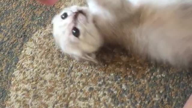 Grey kitten goes wild while playing with owner