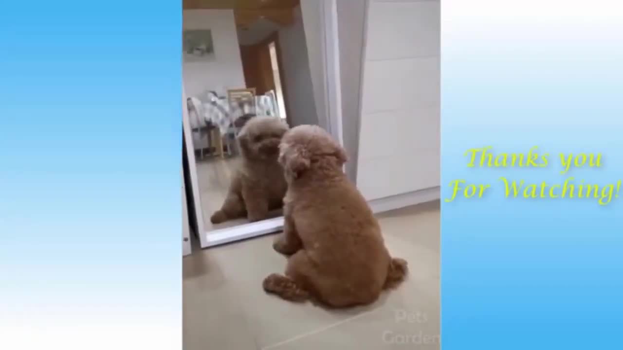 😂Funniest 🐶 Dogs and 😻 Cats | Funny Animal Videos | Comedy Video Funny Dog Videos| Funny Video 😇 - 4