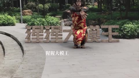 Dance Monkey