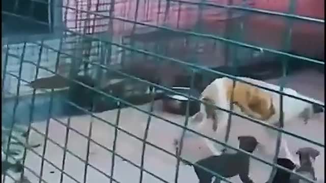 #Funny dog jumped