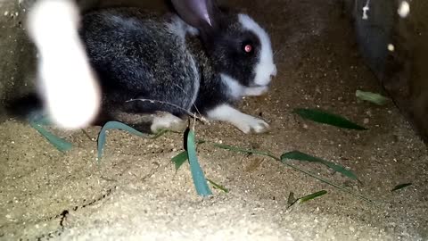 🥕🐇Adorable Baby Rabbits; Loving Pets [Part 03] 🐇🥕