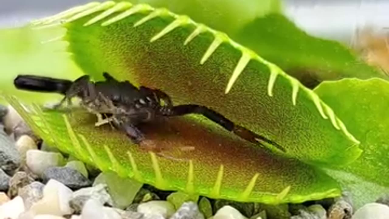 venus_fly_trap_vs_scorpion_and_ant