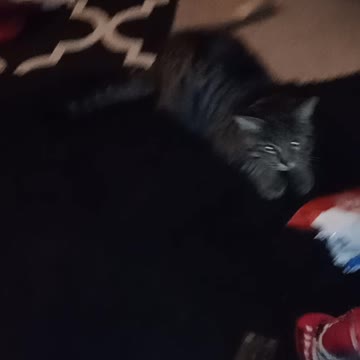 RUMBLE RUMBLE BOXING TESLA