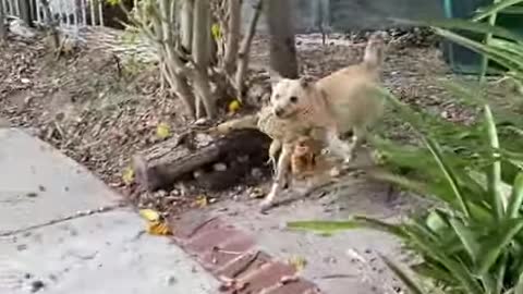 Super Funny Dog Videos From Tiktok! 🐶