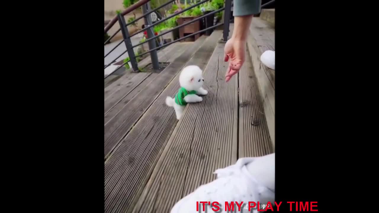 kp-04-Funny & Cute puppy
