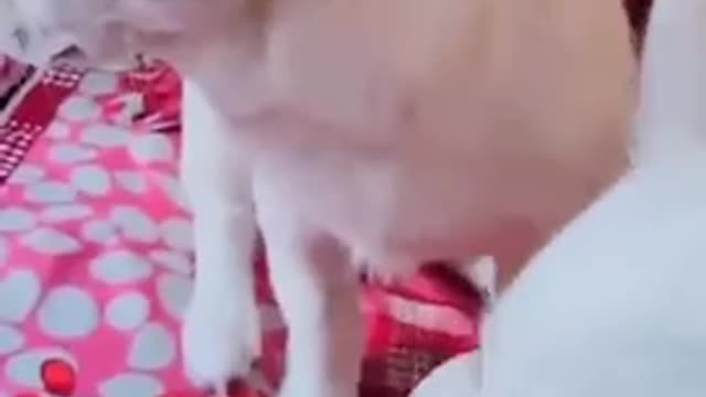 Funny catcute #dog short video- cute puppy shorts- #short #shortvideo #firstshortvideo #cutedog