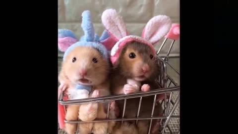 Two cute bunnies are all set to go out for shopping.. Shop alcoholic