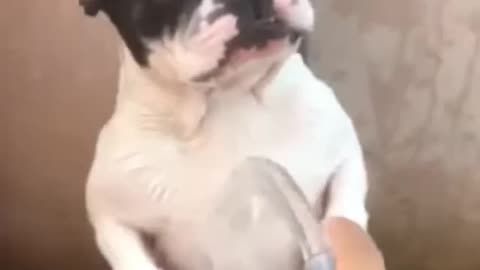 Funny Bulldog 😅😅🤣🤣 Dog Video