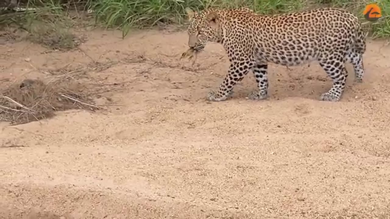 baby bird walks up to leopard