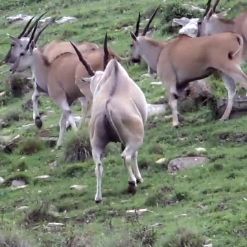 Big Eland Down #cabelas @CabelasHunting @allanschenksafaris #huntongaro Eland Hunting South Africa