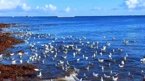 A sea of gulls