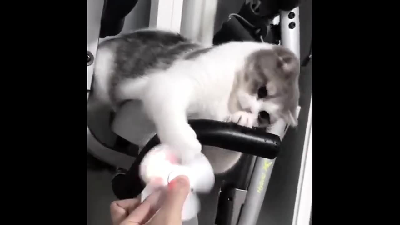 Comédia - Gatinho brincando com o Spinner