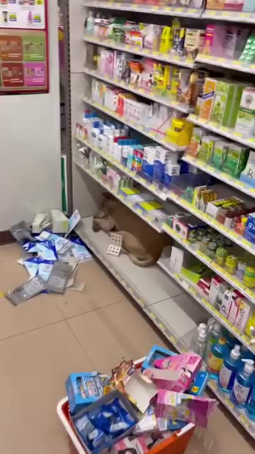 Dog found sleeping at 7-11