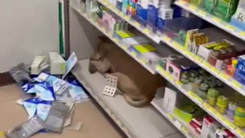 Dog found sleeping at 7-11