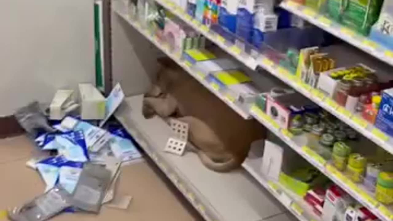 Dog found sleeping at 7-11