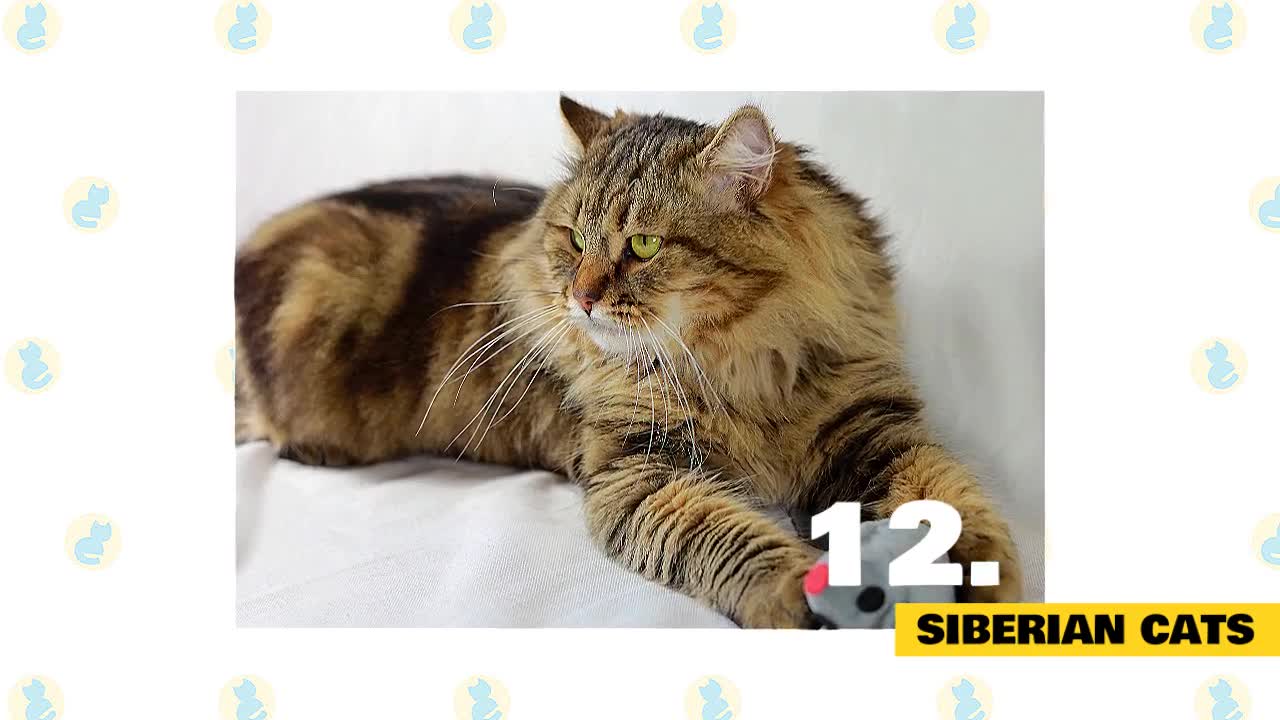 CAT Breeds RECOMMENDED for your KIDS!