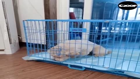 White dog with privilege hogging the fan