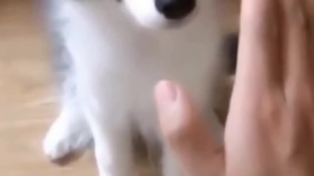 Funny dog