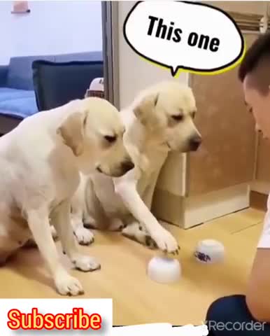 funny dogs #shorts Cute and Funny Dog Videos Compilation