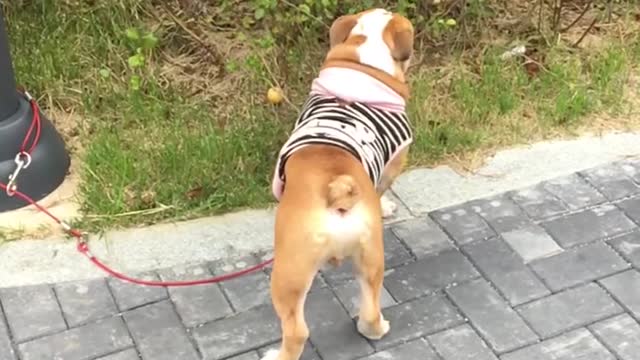 A video of a dog taking a walk.