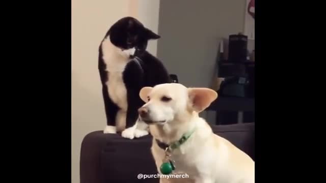 Cat contemplates killing the poor doggo