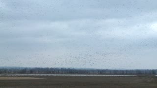 Snow Geese Migration - Disoriented