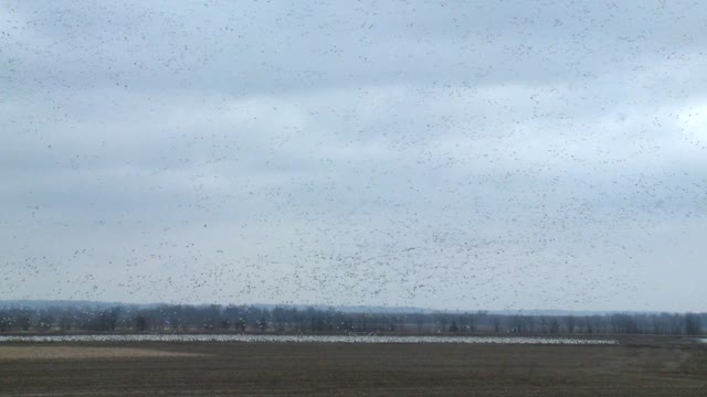 Snow Geese Migration - Disoriented