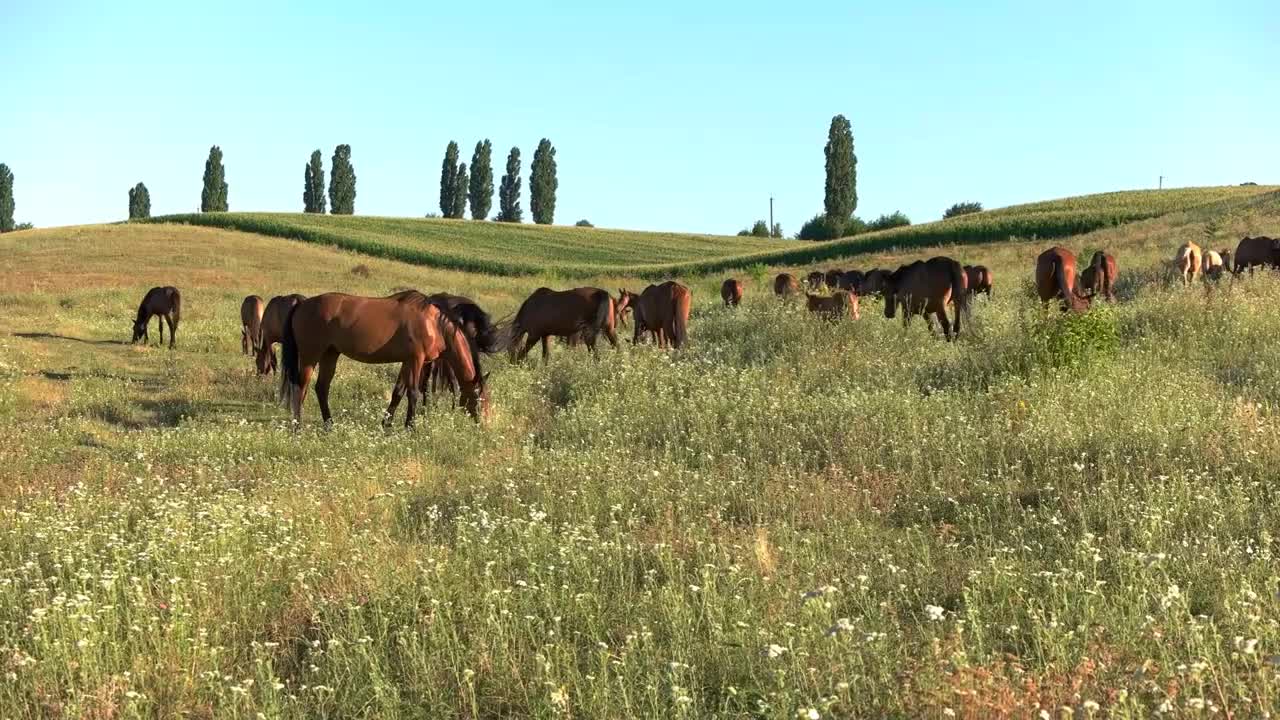 Horse herd on meadow. Animals and blue sky. Clear day at the pasture. Group of wild mustangs