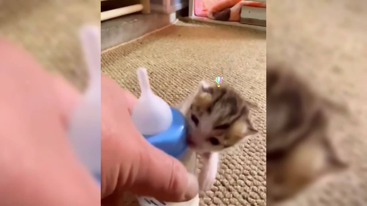 The little kitten kept pestering to drink milk, but unfortunately it was still too hot