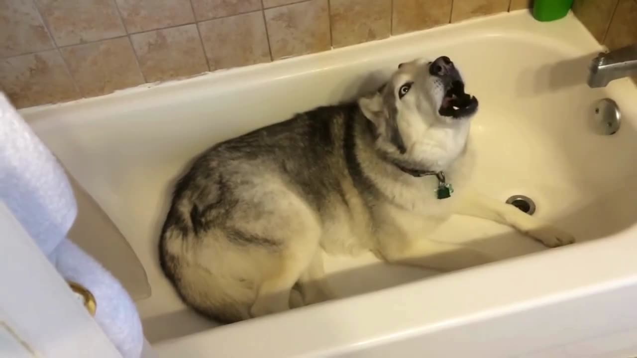 funny dog trying to howl and twins meeting at the shop