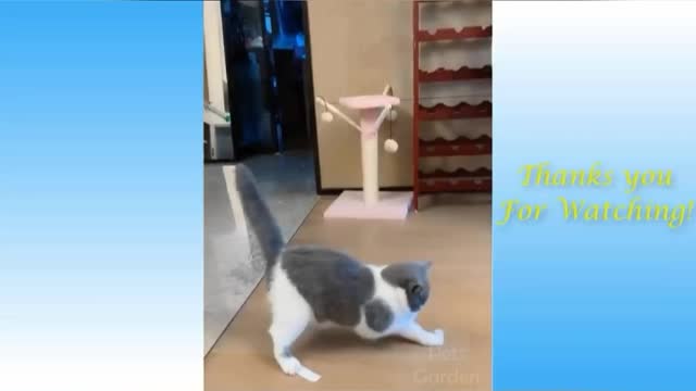 funny videos of cats and dogs (4/10)