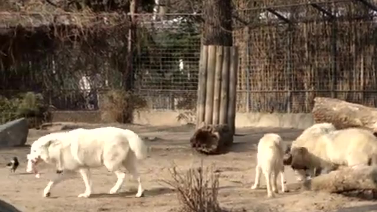 Leader of the wolf pack take the prey @ Berlin Zoo Sony DSC-H10 .MPG