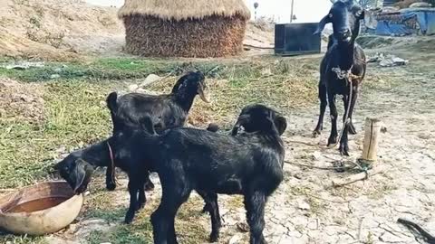 Goat funny three Baby Goat Fun Video cute animal🐐🐐🐐🐐🐐🐐