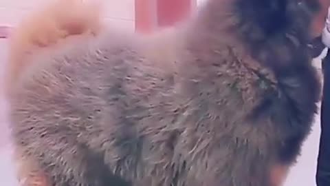 big dog