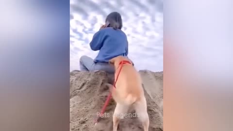 Funny animals video