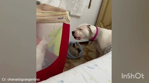 Funny animals, cute pets, funny pets, cute dog's and cats