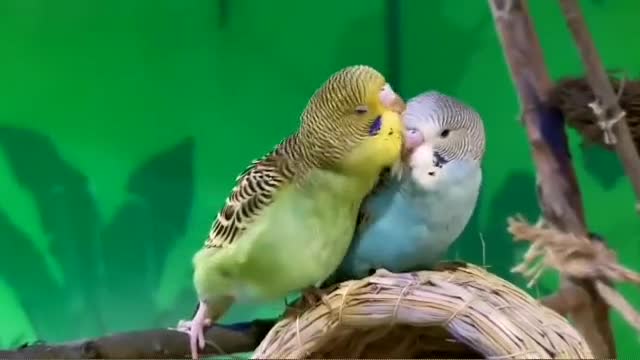 Love between animals