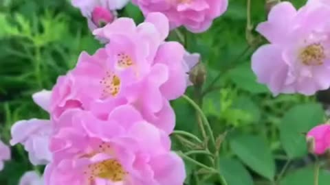 Pink peach blossoms, snow-white pear blossoms