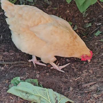 OMC! Candid chicken cam - Orpington hen prowls the bushes for bugs, grubs, & greens! #shorts #hens
