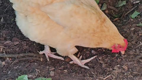 OMC! Candid chicken cam - Orpington hen prowls the bushes for bugs, grubs, & greens! #shorts #hens