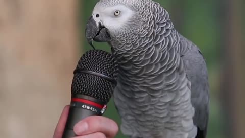 Talking Parrot