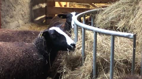 I made the cat responsible for taking care of the sheep