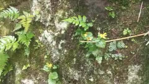 Cliff flower
