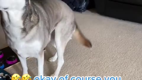 Treat