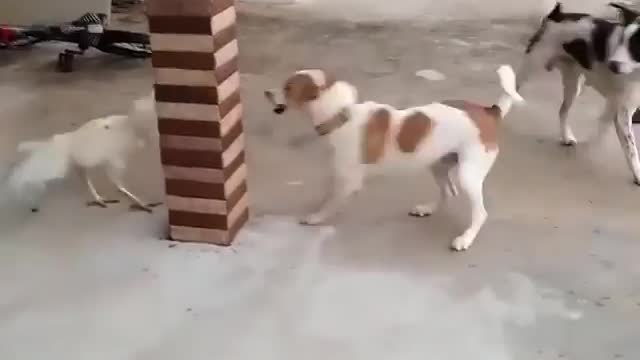 This is a funny videos that about fighting dog vs cock