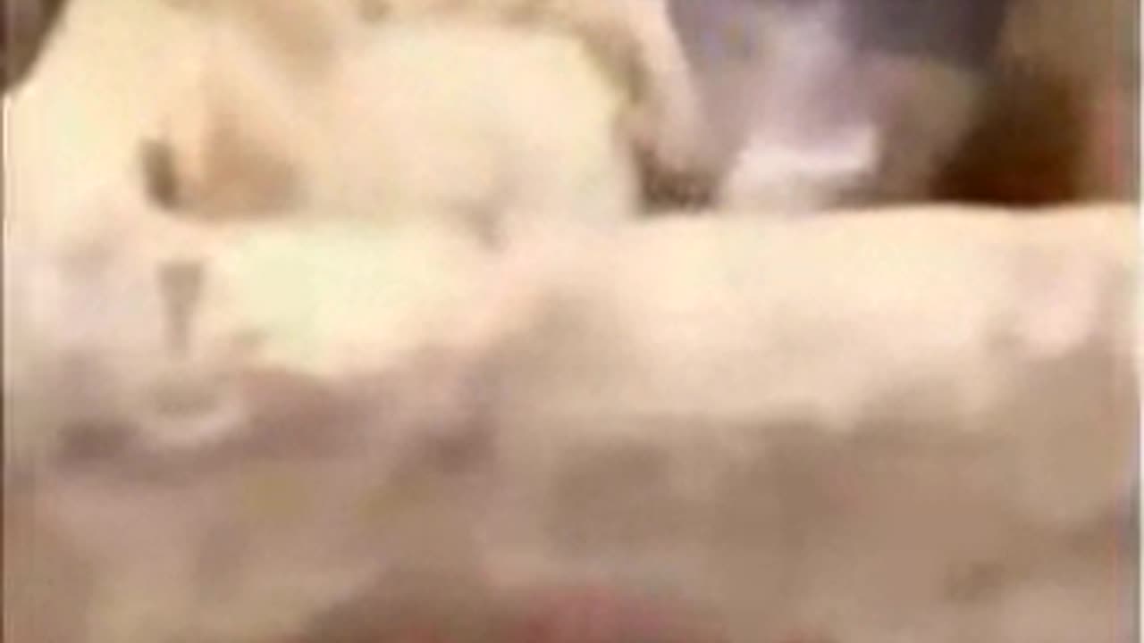Funny Animals & Cute Pets Videos Compilation 043 #funny animals
