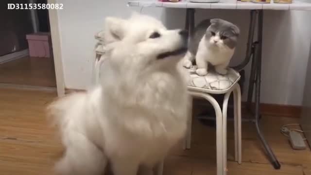 Funny cats and dog